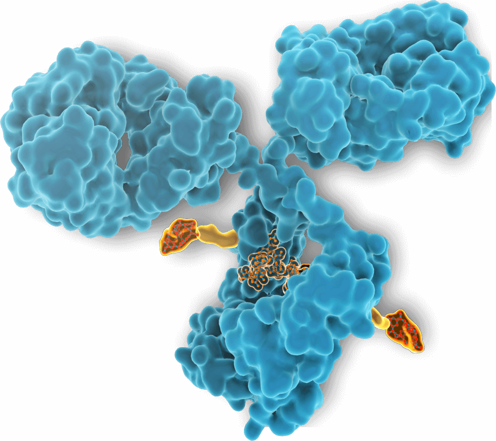 Antibody-drug conjugate (ADC)